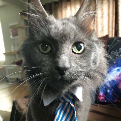 Chewie the cat