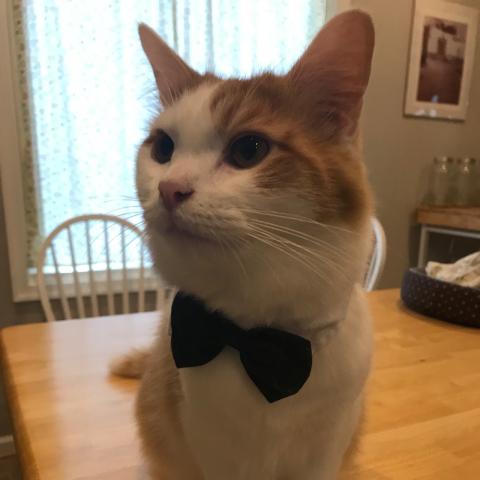 Tag the cat