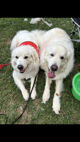 Two big fluffy white dogs