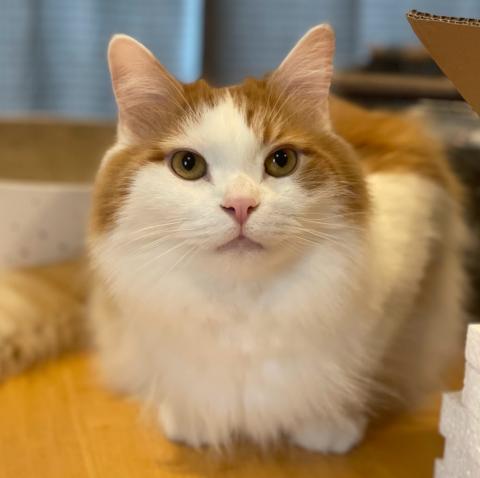 Orange and white cat on a table.