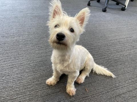White Westie terrier dog