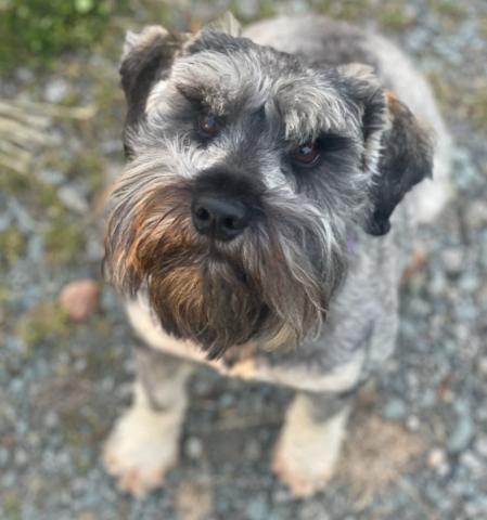 Gray dog with long beard.