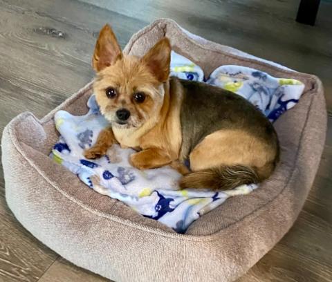 Small Yorkie mix dog in dog bed.