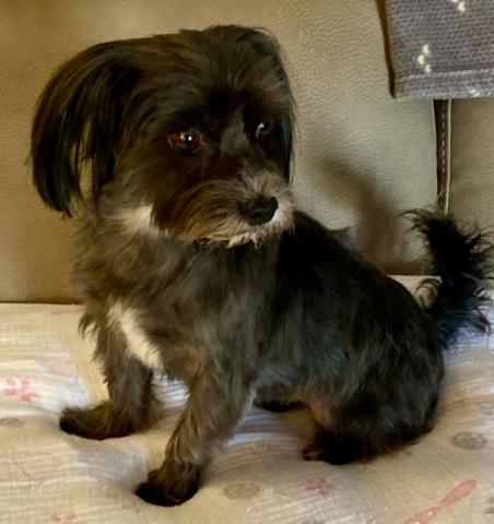Small black dog with white spots on chin and chest
